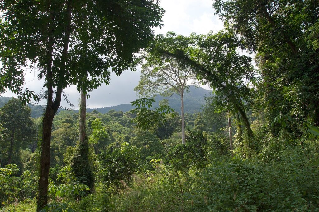 Тропический лес: Многоярусная растительность, лианы и эпифиты, Таиланд