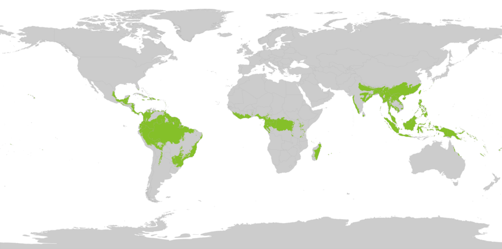 Распространение влажных тропических лесов в мире
