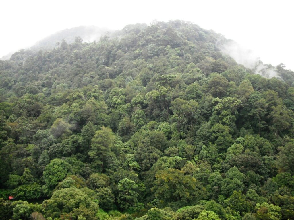 Вид на горные дождевые леса в 
национальном парке Сайлент-Вэлли, 
горы Нилгири, Индия