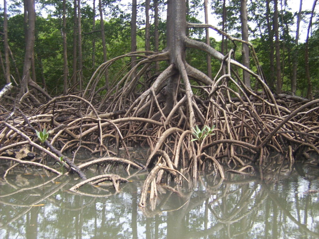 Тропический лес мангровый: воздушные корни мангровых деревьев