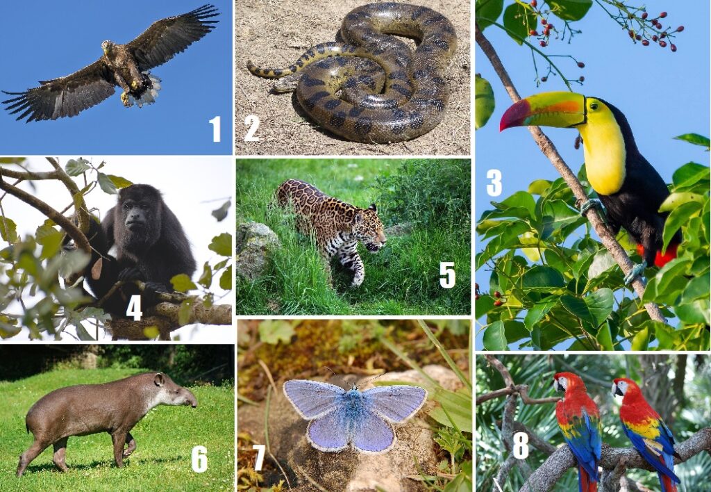 Животные и птицы тропический лес