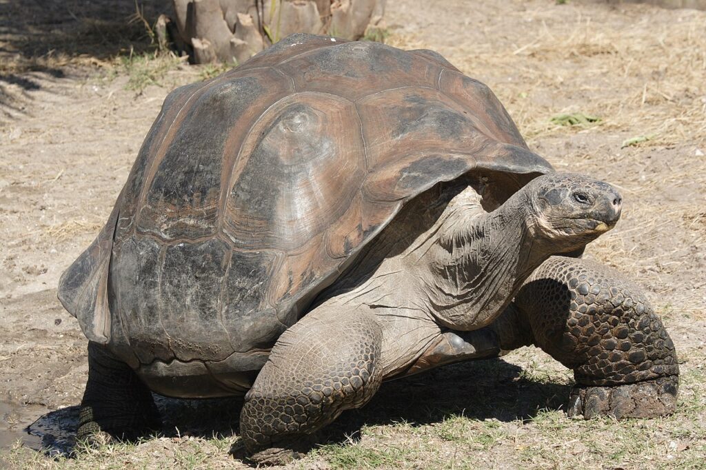 Рептилии: Слоновая черепаха
