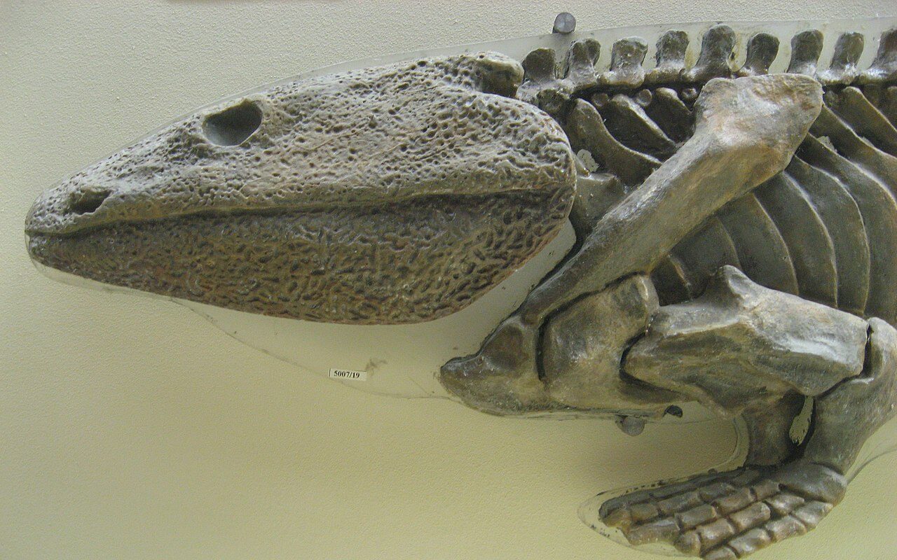Рептилии: Часть скелета ихтиостеги в Палеонтологическом музее им. Ю.А.Орлова