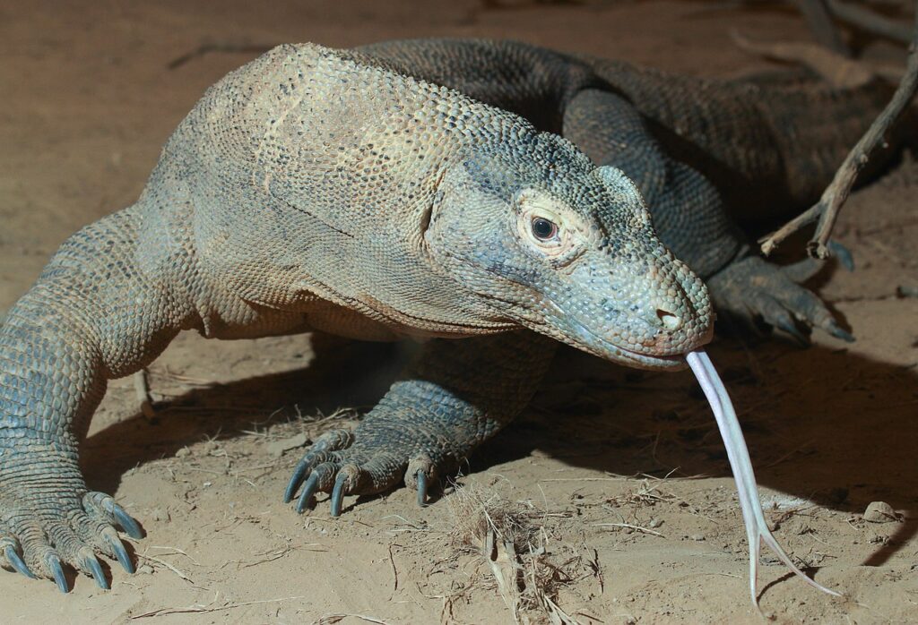 Самая большая из рептилии: Комодский варан в Зоопарке Цинциннати