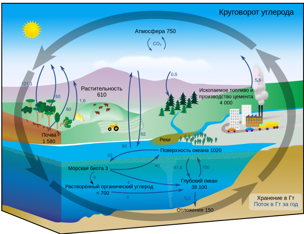 Углеродный цикл: Схема геохимического цикла углерода показывает количество углерода в атмосфере, гидросфере и геосфере Земли, а также годовой перенос углерода между ними. Все величины в гигатоннах (миллиардах тонн). В результате сжигания ископаемого топлива человечество ежегодно добавляет 5,5 гигатонн углерода в атмосферу